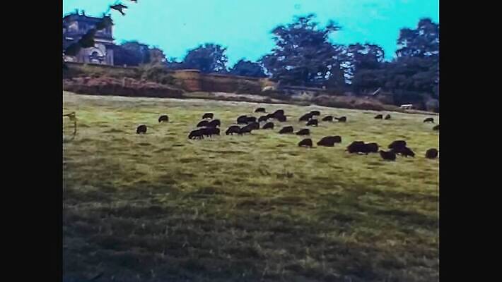 동물 외관 밭 농업 포유류 자연 풍경 초원 사람없음 야외 초록색 여름 농장 농경지 갈색 가축 골동품 흰색 시골 도시 거친 소 역사 클래식 도서관 군중 방목 필름 영화 향수 문서 복고 영사기 동영상 구식 밭일 보관소 아마추어 옛날 찰과상 4K MOV 해외동영상 클립영상 계절 교육 산업 컬러 컨셉 문화예술 사람 화장품 축산업 상처 저장 생태계 파일형식