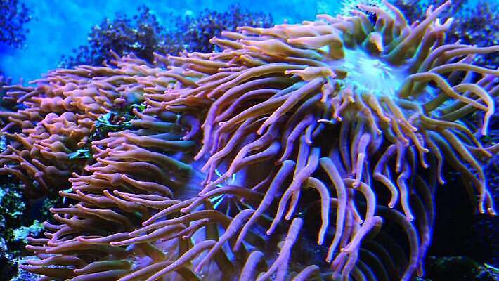 동물 야생동물 자연 왕관 어류 사람없음 환경 바닷속 수중 수영 광대 산호 산호초 닫기 다이빙 스쿠버다이빙 암초 수족관 해파리 깊이 이국적 포식 4K MP4 해외동영상 클립영상 모션 수중동물 수상스포츠 수중식물 자포동물 생태계 동영상 수중스포츠 파일형식