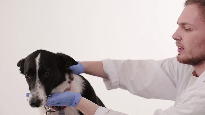 직업 여자 백그라운드 포유류 병원 사람 성인 두명 치료 반려동물 검은색 고통 흰색 개 주인 수의사 돌봄 순혈 MP4 해외동영상 클립영상 동물 감정 컬러 의학 모션 의사 동영상 파일형식