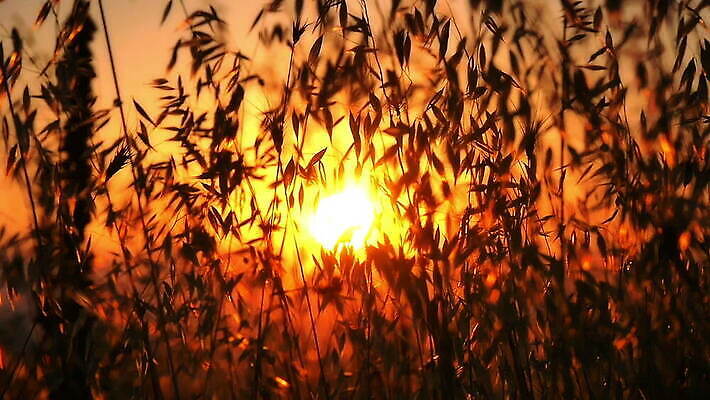 식물 디자인 계절 꽃 실루엣 컬러 백그라운드 잎 꽃무늬 패턴 밭 농업 자연 벽지 하늘 추상 미술 풍경 초원 사람없음 야외 여름 빛 햇빛 태양 노란색 일출 맑음 일몰 봄 가을 황금 밀 묘사 질감 복고 보케 내추럴 블러 MOV 해외동영상 클립영상 자연요소 산업 무늬 날씨 문화예술 곡류 촬영기법 노을 생태계 동영상 파일형식