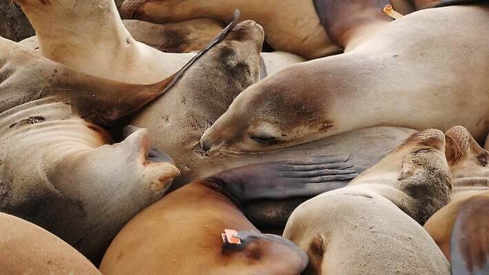 동물 새끼 바다 장난 휴식 사람없음 눕기 햇빛 미국 만 황무지 군중 물개 환경보전 호기심 캘리포니아 서식지 기어가기 산티아고 식민지 많음 4K MP4 해외동영상 클립영상 감정 컨셉 북아메리카 포유류 모션 사람 태양 바다동물 사회이슈 동영상 파일형식