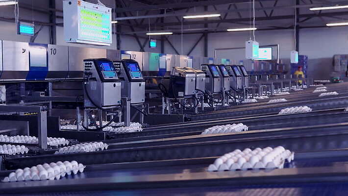 산업 음식 농업 비즈니스 포장 공장 교통시설 실내 건강 사람없음 농가 농장 계란 기계 역 제조 상품 유기농 패키지 짐싸기 분류 암탉 자동 제어 4K MOV 해외동영상 클립영상 웰빙 교통 공업 내부 알 닭 암컷 시설 동영상 파일형식