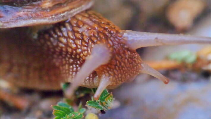 동물 야생동물 백그라운드 잎 모션 자연 연체동물 주택 안테나 나선형 건강 이끼 사람없음 야외 초록색 빛 갈색 머리 정원 젖음 껍질 흰색 신선 닫기 숲 덮기 느림 내추럴 식용 끈적임 4K MOV 해외동영상 클립영상 식물 컬러 무늬 통신 무척추동물 건물 신체부위 생태계 동영상 파일형식