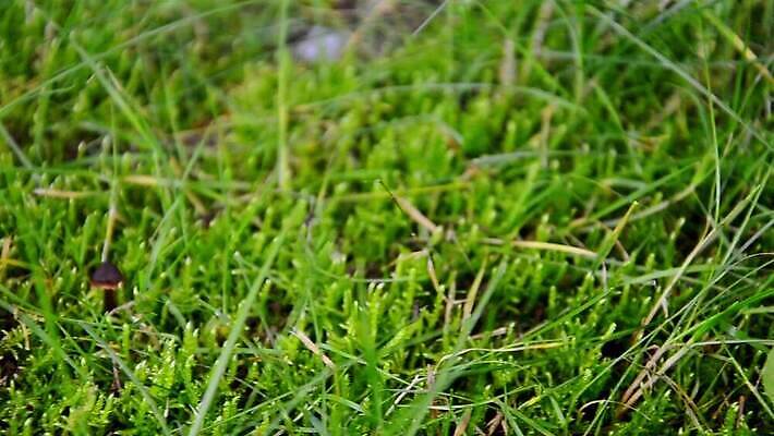 식물 계절 컬러 백그라운드 자연 동화 주택 요정 기술 이야기 사람없음 빨간색 컬러풀 버섯 가을 흰색 점 숲 시골집 공상 내추럴 곰팡이 독버섯 캡모자 패닝샷 MOV 해외동영상 클립영상 모자_잡화 촬영기법 건물 생태계 동영상 파일형식