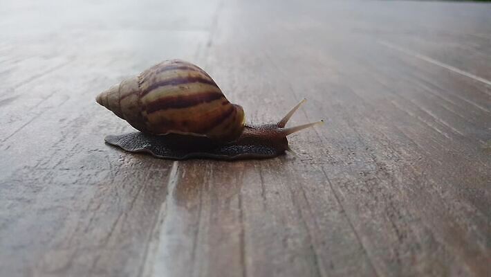 동물 야생동물 백그라운드 자연 바닥 연체동물 주택 사람없음 갈색 정원 젖음 껍질 흰색 타일 오브젝트 덮기 느림 고립 민달팽이 끈적임 4K MOV 해외동영상 클립영상 컬러 모션 무척추동물 건물 생태계 동영상 파일형식 달팽이_동물