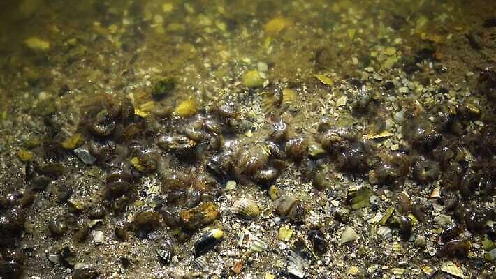 동물 과학 백그라운드 자연 새우 생물 갑각류 어류 사람없음 물 쌓기 흰색 연못 작음 먹이 생물학 미생물 민물 4K MP4 해외동영상 클립영상 자연요소 교육 컬러 모션 수중동물 크기 생태계 동영상 파일형식