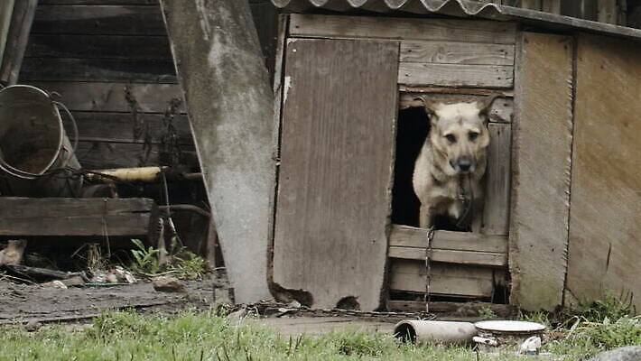 동물 성인 사람없음 반려동물 정원 개 헛간 송곳니 경보 경비견 MOV 해외동영상 클립영상 포유류 사람 치아 저장고 동영상 파일형식