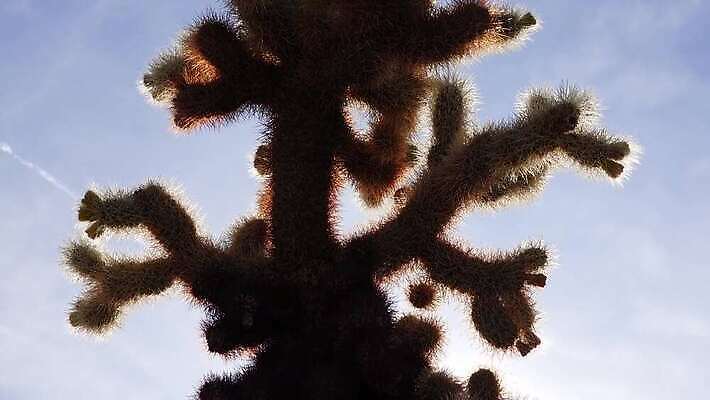 나무 공원 꽃 백그라운드 선인장 건조 국립공원 풍경 사람없음 컬러풀 뷰티 노란색 정원 미국 뜨거움 개화 가시 생태계 캘리포니아 지역 애리조나 전국 4K MP4 해외동영상 클립영상 식물 공공시설 컬러 북아메리카 동영상 파일형식