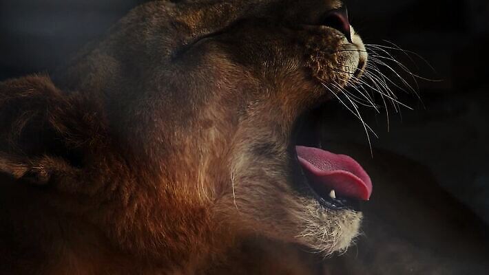 여자 아시아 야생동물 모션 생물 동양인 사람없음 야외 환경 다양 황무지 닫기 보호 위험 육식동물 멸종 동물상 리갈 보호구역 생태학 웅장함 포식 HD MP4 해외동영상 슬로모션 클립영상 멸종위기종 동물 교육 나라 다수 컨셉 촬영기법 사람 인종 조형물 동영상 구역 파일형식