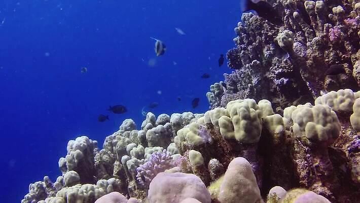 동물 야생동물 바다 컬러 백그라운드 자연 낚시 이집트 어류 사람없음 빨간색 물 파란색 컬러풀 환경 바닷속 수중 수영 수중동물 산호 산호초 다이빙 스쿠버다이빙 소금 암초 홍해 해파리 깊이 생태학 이국적 MP4 해외동영상 클립영상 자연요소 교육 아프리카 레저 수상스포츠 수중식물 자포동물 생태계 동영상 수중스포츠 파일형식