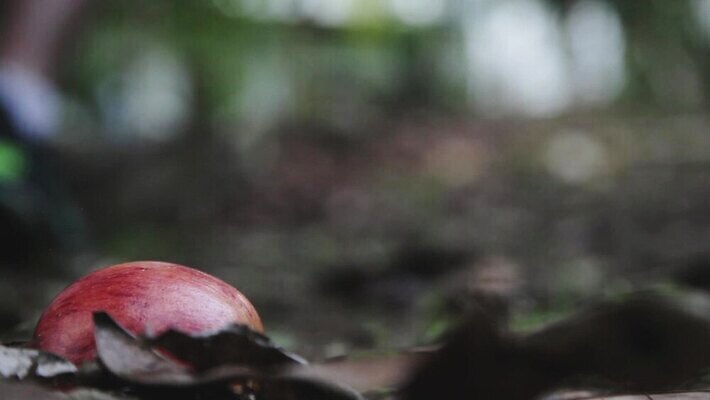 과학 백그라운드 컨셉 밭 농업 비즈니스 통신 자연 모바일 추상 사람없음 초록색 노트북 스마트폰 핸드폰 컴퓨터 태블릿 알약 봄 시골 사과 소프트포커스 스마트 오브젝트 보케 전자 동영상 소통 고립 블러 아이폰 MP4 해외동영상 클립영상 계절 산업 컬러 무늬 과일 촬영기법 전자제품 스마트기기 약 생태계 파일형식