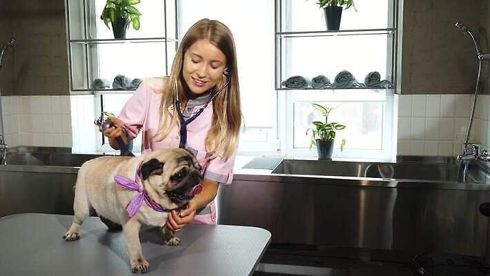 분홍색 창문 청진기 발 탁자 털 병원 종류 한명 미소 파란색 반려동물 금발 목도리 목욕 간호사 흰색 대접 가운 입 허파 개 혀 귀 수의사 돌봄 총구 치유 4K MOV 해외동영상 클립영상 동물 1 헤어스타일 잡화 옷 컬러 가구 포유류 의학 의료기기 모션 표정 사람 신체부위 청결 의료진 의사 호흡기관 동영상 파일형식