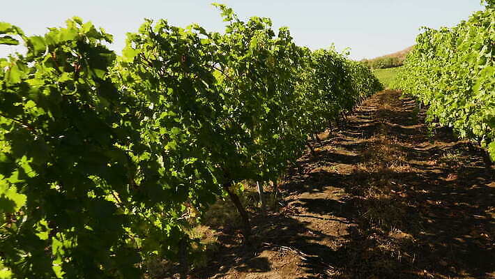 식물 유럽 음식 밭 농업 자연 포도 풍경 사람없음 야외 초록색 햇빛 농장 와인 맑음 봄 수확 성장 가을 시골 땅 다발 언덕 유기농 포도밭 포도나무 내추럴 항공촬영 양조장 4K MOV 해외동영상 클립영상 웰빙 계절 나라 산업 뷰포인트 컬러 과일 날씨 주류 태양 과일나무 생태계 동영상 파일형식