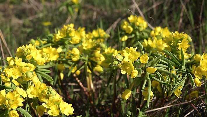 식물 계절 꽃 컬러 백그라운드 꽃무늬 봄꽃 자연 취미 사람없음 초록색 노란색 정원 봄 벚꽃 개화 약초 속도 내추럴 헌병 4K MP4 해외동영상 클립영상 무늬 군인 풀_식물 생태계 동영상 파일형식