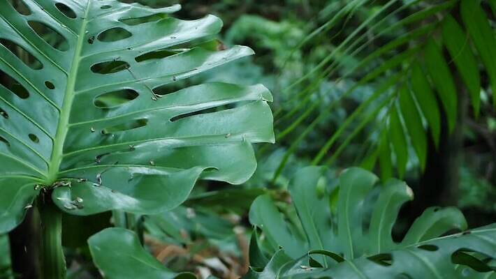 식물 백그라운드 단풍 잎 손바닥 그림자 사람없음 초록색 뷰티 어둠 활발 신선 황무지 티켓 분위기 숲 그늘 열대우림 순수 환경보전 에코 생태계 상록수 내추럴 강렬 광합성 깊이 삼림지대 아마존 양치류 이국적 파라다이스 카피스페이스 그리너리 4K MP4 해외동영상 클립영상 손 컬러 컨셉 환경 공백 사회이슈 동영상 파일형식 트랜드컬러