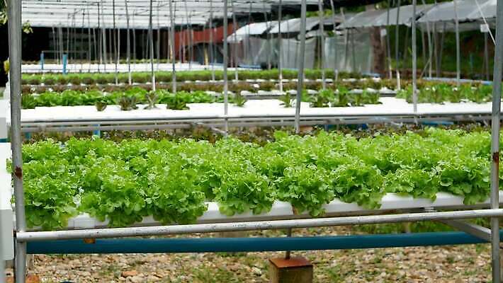 식물 산업 잎 밭 농업 채소 비즈니스 재료 공장 건강 사람없음 내부 초록색 농장 농경지 정원 수확 성장 신선 상추 시설 유기농 원예 내추럴 밭일 생태학 수경재배 온실 줄서기 채식주의자 4K MP4 해외동영상 클립영상 웰빙 교육 컬러 공업 모션 취미 채식 동영상 파일형식