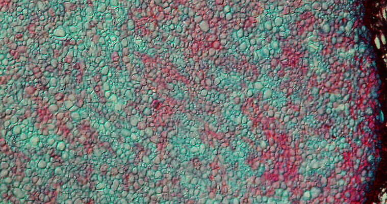 식물 꽃 줄기 과학 이동 패턴 세포 사람없음 빨간색 초록색 파란색 시험 성장 조직 횡단보도 확대 곰팡이 지원 4K 현미경관찰 MOV 해외동영상 클립영상 교육 컬러 컨셉 무늬 관찰 보행로 동영상 파일형식