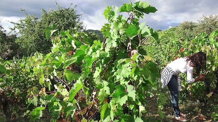모델 손 계절 여자 음식 농업 과일 자연 포도 노동자 관리 사람없음 초록색 농장 와인 이탈리아 수확 흰색 나뭇가지 시골 신선 자르기 다발 수집 유기농 포도밭 포도나무 내추럴 밭일 숙성 양조장 피에몬테 4K MP4 해외동영상 클립영상 나무 직업 웰빙 유럽 산업 컬러 밭 모션 주류 사람 신체부위 과일나무 생태계 동영상 파일형식
