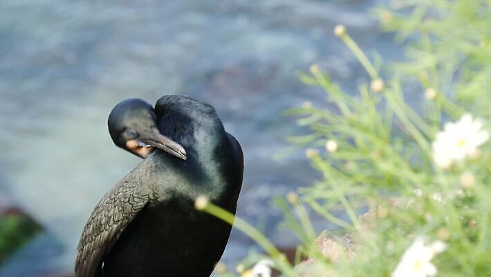 동물 파도 바다 조류 경사 사람없음 햇빛 미국 황무지 보호 깃털 데이지 부리 캘리포니아 태평양 서식지 보호구역 서쪽 흉터 스플래쉬 4K MP4 해외동영상 클립영상 멸종위기종 꽃 컨셉 북아메리카 태양 상처 방향 동영상 구역 파일형식