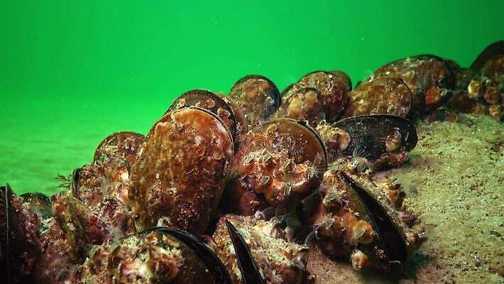 동물 야생동물 바다 절지류 조개 새우 생물 연체동물 무척추동물 갑각류 사람없음 수중 껍질 생태계 홍합 암 생태학 4K 수중영상 저서생물 MP4 해외동영상 클립영상 교육 어패류 질병 동영상 파일형식