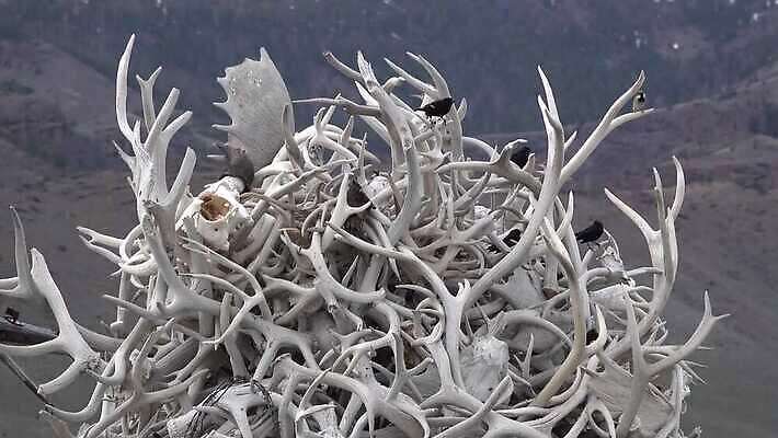 동물 야생동물 벽 백그라운드 자연 사슴 뼈 뿔 사람없음 장식 머리 흰색 큼 자르기 트로피 사냥 고립 엘크 해골모형 4K MP4 해외동영상 클립영상 컬러 포유류 모션 신체부위 모형 크기 상_우승 생태계 동영상 파일형식