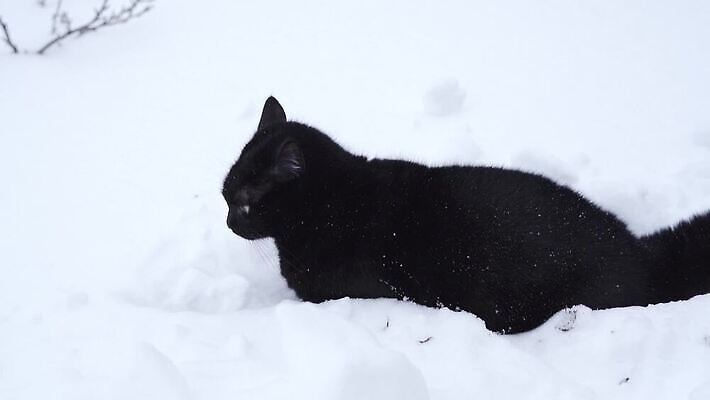 겨울 놀이 사람없음 걷기 점프 추위 즐거움 솜털 숨기 제설기 MP4 해외동영상 슬로모션 클립영상 계절 감정 모션 촬영기법 동영상 제설 파일형식