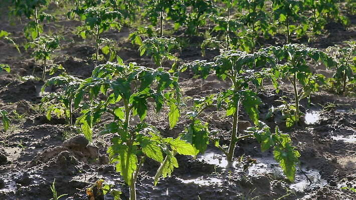 주간 식물 농업 토마토 채소 모션 자연 사람없음 초록색 물 여름 빛 햇빛 태양 농경지 정원 맑음 봄 젖음 흐름 성장 광선 물방울 작업 닫기 떨어짐 땅 에코 원예 느림 내추럴 땅바닥 묘목 물뿌리기 MOV 해외동영상 슬로모션 클립영상 자연요소 나무 계절 산업 컬러 컨셉 날씨 바닥 촬영기법 취미 농장 환경 생태계 동영상 파일형식