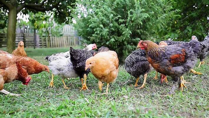 동물 남자 컬러 농업 모션 자연 조류 사람없음 야외 빨간색 컬러풀 농장 머리 가축 목장 자유 흰색 시골 오스트리아 우아함 도박 깃털 부리 느림 헝가리 수탉 내추럴 밭일 봉황 암탉 MP4 해외동영상 슬로모션 클립영상 유럽 산업 컨셉 촬영기법 사람 신체부위 닭 암컷 수컷 생태계 동영상 동유럽 파일형식