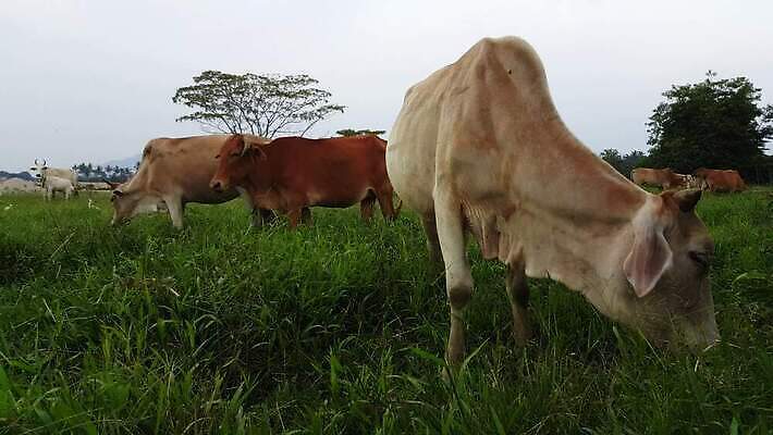 동물 백그라운드 밭 농업 포유류 자연 하늘 풍경 초원 사람없음 초록색 여름 농장 농경지 머리 마을 환경 맑음 가축 소고기 우유 시골 소 군중 먹이 방목 허브 젖 동물상 밭일 찰과상 4K MP4 해외동영상 클립영상 식물 계절 산업 컬러 날씨 유제품 육류 사람 신체부위 조형물 축산업 상처 생태계 동영상 파일형식