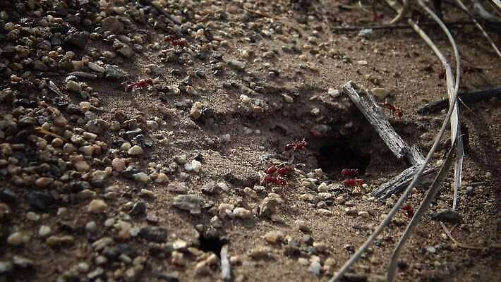 모래 백그라운드 자연 사람없음 야외 미국 사막 모래언덕 언덕 개미 내추럴 불개미 콜로라도 4K MP4 해외동영상 클립영상 곤충 북아메리카 생태계 동영상 파일형식