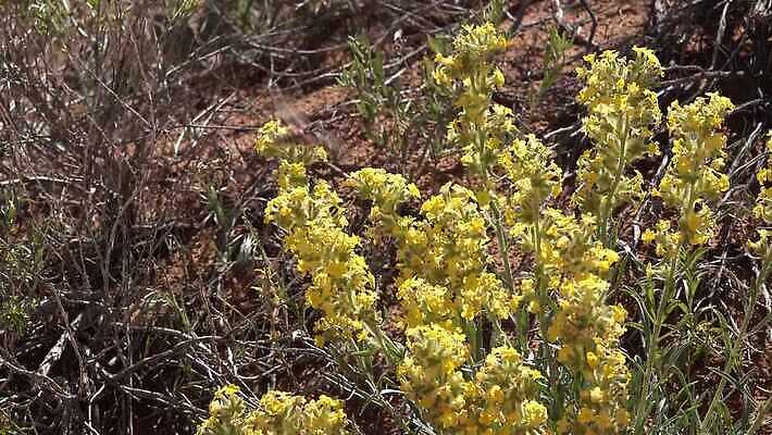 동물 야생동물 나비 곤충 백그라운드 자연 사람없음 초록색 갈색 흰색 나방 동물상 미루나무 4K MP4 해외동영상 클립영상 나무 컬러 조형물 생태계 동영상 파일형식