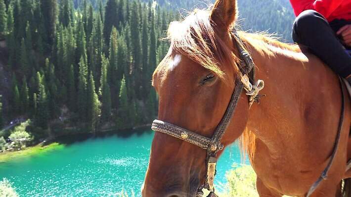 나무 동물 아시아 호수 여행 모션 자연 산 풍경 사람없음 야외 초록색 물 여름 갈색 머리 여행객 계곡 목장 자유 소나무 황무지 승마 카우보이 닫기 숲 속도 산등성이 꼬리 장면 갈기 조랑말 느림 밭일 카자흐스탄 4K 순혈 MP4 해외동영상 클립영상 자연요소 식물 계절 나라 스포츠 컬러 컨셉 사람 신체부위 말_동물 생태계 동영상 파일형식