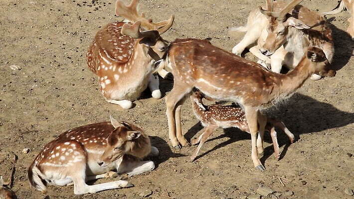 동물 공원 여자 남자 야생동물 잎 밭 포유류 자연 사슴 동물원 서기 사람없음 야외 빨간색 컬러풀 갈색 보라색 힘 침묵 코트 황무지 보호 빨다 군중 숲 사냥 사냥꾼 내추럴 강렬 웅장함 전국 찰과상 MOV 해외동영상 클립영상 식물 직업 공공시설 컬러 컨셉 농업 모션 사람 소리 외투 상처 생태계 동영상 파일형식