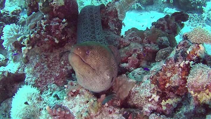 식물 바다 자연 이집트 어류 사람없음 물 뷰티 갈색 환경 수중 점 입 산호 산호초 치아 위험 큼 장어 암초 홍해 동물상 소금물 MP4 해외동영상 클립영상 자연요소 컬러 컨셉 아프리카 신체부위 조형물 수중동물 소화기관 수중식물 자포동물 크기 생태계 동영상 파일형식