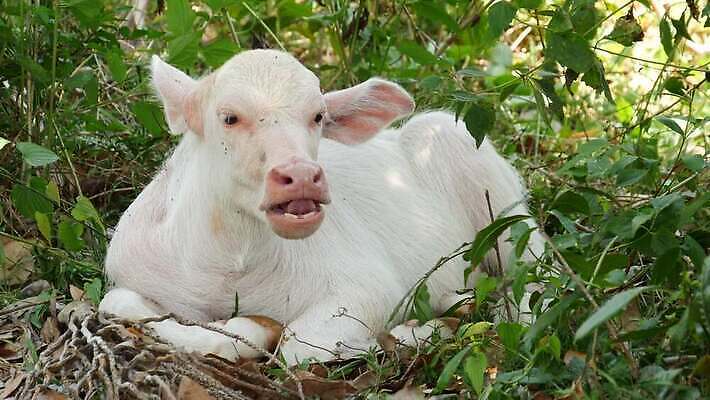 동물 아시아 야생동물 여행 밭 농업 포유류 태국 자연 휴식 초원 사람없음 초록색 여름 농장 농경지 환경 놀람 봄 시골 황무지 소 보호 방목 황소 멸종 서식지 내추럴 동물상 밭일 전국 찰과상 특별함 4K MP4 해외동영상 클립영상 계절 감정 나라 산업 컬러 컨셉 표정 조형물 축산업 상처 생태계 동영상 파일형식