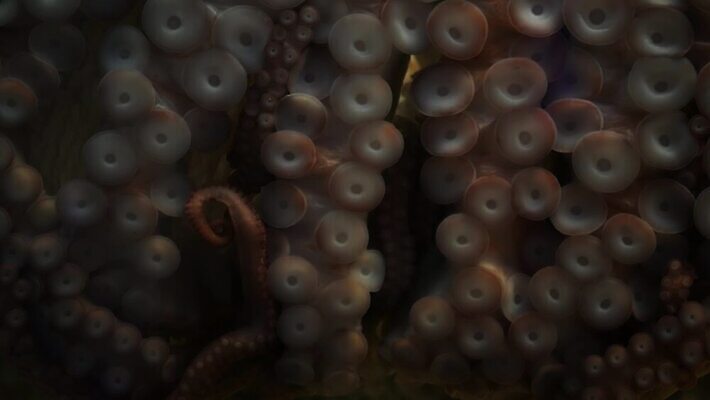 무기 바다 신체 발 자연 추상 연체동물 그림자 사람없음 수중 어둠 황혼 황무지 닫기 큼 피부 오징어 생태계 생물학 문어 촉수 거인 단아함 몬스터 앵무조개 전설 최면 4K MP4 해외동영상 클립영상 교육 무늬 모션 조개 무척추동물 신체부위 수중동물 일몰 크기 동영상 파일형식