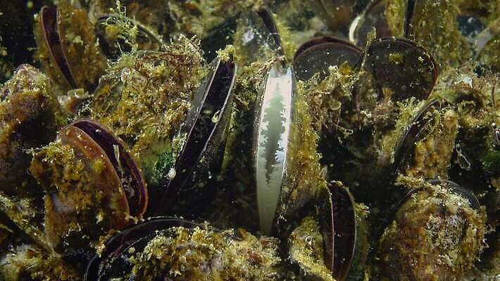 동물 바다 자연 조개 바닥 연체동물 무척추동물 사람없음 환경 수중 껍질 그룹 소라 해산물 홍합 수경재배 식민지 식용 4K 저서생물 MP4 해외동영상 클립영상 어패류 생물 생태계 동영상 파일형식