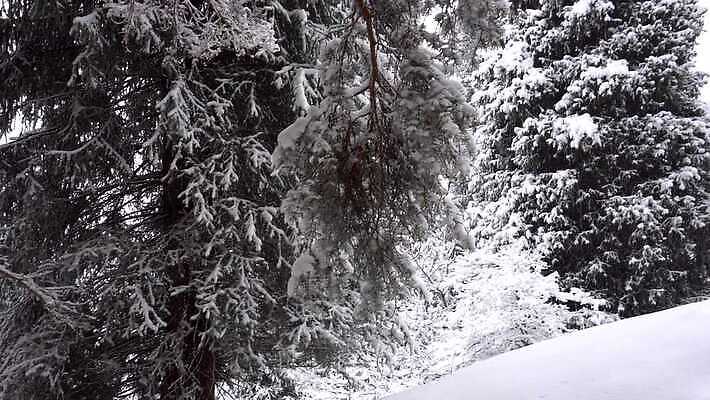 나무 계절 공원 여행 백그라운드 크리스마스 겨울 자연 동화 날씨 휴가 새해 산 사람 사람없음 야외 목재 뷰티 냉동 얼음 폭포 추위 안개 흰색 소나무 숲 서리 전나무 눈보라 내추럴 카자흐스탄 폭설 눈내림 가문비나무 4K 알마티 MP4 해외동영상 클립영상 자연요소 식물 공공시설 기념일 아시아 컬러 재료 눈_날씨 자연재해 생태계 동영상 파일형식