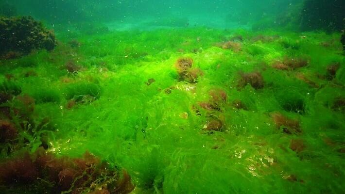 식물 바다 자연 사람없음 초록색 환경 바닷속 수중 해조류 생태계 광합성 산화 생태학 소금물 4K 수중영상 MP4 해외동영상 클립영상 교육 컬러 해양식물 동영상 파일형식