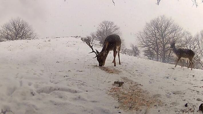 동물 계절 공원 남자 야생동물 겨울 포유류 자연 사슴 뿔 서기 풍경 사람없음 빨간색 달러 골짜기 추위 가을 흰색 황무지 군중 숲 방목 바퀴자국 사파리 꼬리 사냥 장면 눈보라 산악지대 MOV 해외동영상 클립영상 공공시설 컬러 돈 자국 모션 산 눈_날씨 사람 축산업 생태계 동영상 파일형식