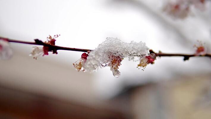 식물 계절 공원 꽃잎 꽃 컬러 백그라운드 잎 겨울 꽃무늬 자연 새로움 사람없음 야외 초록색 빛 뷰티 노란색 환경 정원 보라색 얼음 봄 추위 성장 벚꽃 흰색 신선 개화 그룹 닫기 묘사 서리 내추럴 땅바닥 헌병 4K MP4 해외동영상 클립영상 자연요소 공공시설 컨셉 무늬 모션 바닥 군인 생태계 동영상 파일형식