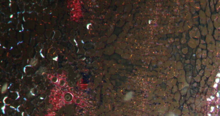 식물 꽃 과학 이동 패턴 과일 세포 사람없음 빨간색 초록색 시험 성장 조직 횡단보도 확대 먹기 뿌리 밀가루 지원 4K 현미경관찰 MOV 해외동영상 클립영상 교육 컬러 컨셉 무늬 모션 관찰 보행로 가루 동영상 파일형식