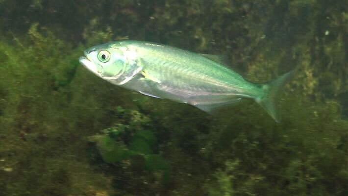 식물 바다 포유류 자연 낚시 어류 사람없음 환경 바닷속 수중 수중동물 생태계 생물학 낚시꾼 동물상 생태학 소금물 4K 수중영상 MP4 해외동영상 클립영상 동물 교육 레저 조형물 동영상 파일형식