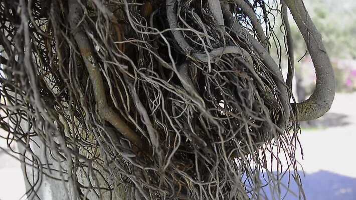 나무 식물 공원 꽃 컬러 여행 백그라운드 이동 잎 과일 모션 자연 날씨 건강 풍경 사람없음 야외 초록색 물 여름 환경 정원 맑음 신선 그룹 달콤 호주 숲 유기농 뿌리 내추럴 생태학 숙성 이국적 4K MP4 해외동영상 클립영상 자연요소 웰빙 계절 공공시설 교육 컨셉 오세아니아 맛 생태계 동영상 파일형식