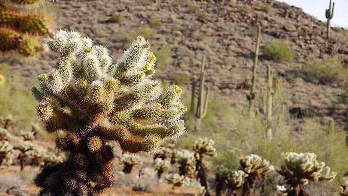 식물 공원 꽃 분홍색 백그라운드 선인장 건조 풍경 사람없음 컬러풀 뷰티 노란색 정원 미국 뜨거움 개화 가시 척추 생태계 캘리포니아 애리조나 다육식물 4K MP4 해외동영상 클립영상 공공시설 컬러 북아메리카 뼈 동영상 파일형식