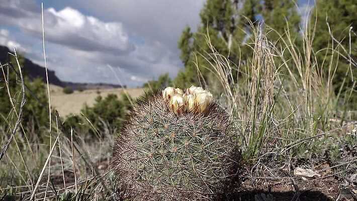 식물 꽃 컬러 꽃무늬 자연 선인장 사람없음 초록색 뷰티 정원 사막 벚꽃 날카로움 내추럴 다육식물 4K MP4 해외동영상 클립영상 무늬 생태계 동영상 파일형식