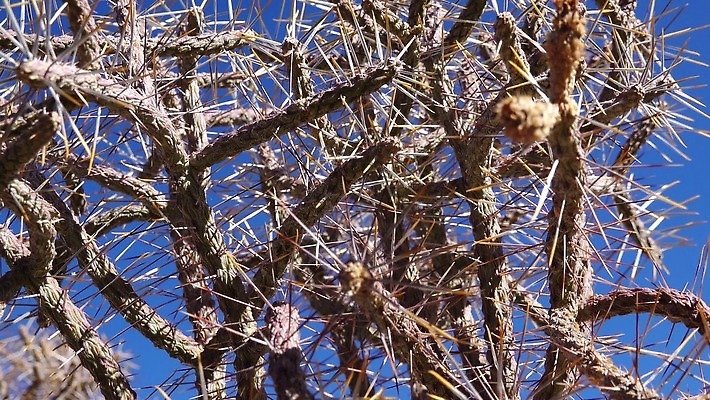 나무 공원 꽃 백그라운드 선인장 건조 국립공원 풍경 사람없음 컬러풀 뷰티 노란색 정원 미국 뜨거움 개화 가시 생태계 캘리포니아 지역 애리조나 전국 4K MP4 해외동영상 클립영상 식물 공공시설 컬러 북아메리카 동영상 파일형식