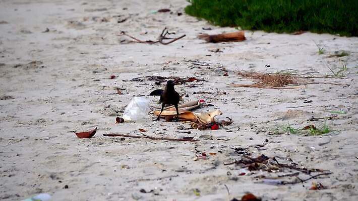야생동물 음식 섬 여행 자연 조류 사람없음 야외 관광지 환경 검은색 오염 쓰레기 폐기물 플라스틱 먹기 버리기 먼지 까마귀 흙더미 낭비 고물상 땅바닥 생태학 열대기후 처리 4K MOV 해외동영상 클립영상 동물 교육 컬러 컨셉 모션 재질 바닥 흙 생태계 동영상 파일형식 더미