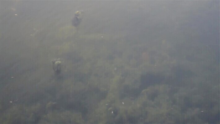 야생동물 바다 날씨 사람없음 야외 파란색 햇빛 환경 바닷속 수중 거품 수면 해조류 분위기 환경보전 생태계 생물학 암초 인도양 카리브해 열대기후 MOV 해외동영상 클립영상 동물 교육 컬러 컨셉 물 태양 해양식물 사회이슈 동영상 파일형식