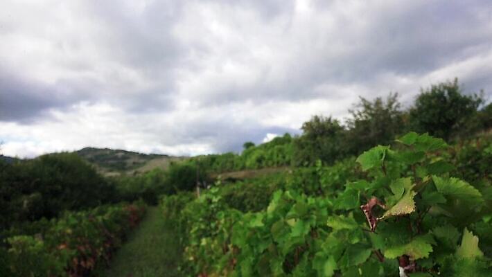 모델 손 계절 여자 음식 농업 과일 자연 포도 노동자 관리 사람없음 초록색 농장 와인 이탈리아 수확 흰색 나뭇가지 시골 신선 자르기 다발 수집 기중기 유기농 포도밭 포도나무 내추럴 밭일 숙성 양조장 피에몬테 4K MP4 해외동영상 클립영상 나무 직업 웰빙 유럽 산업 컬러 밭 모션 주류 사람 신체부위 중장비 과일나무 생태계 동영상 파일형식